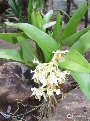 Honiara Botanical Gardens