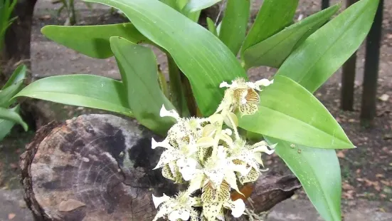 Honiara Botanical Gardens