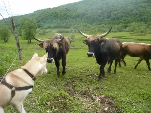 Parc Animalier du Herisson