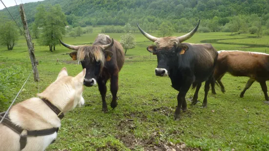 Parc Animalier du Herisson