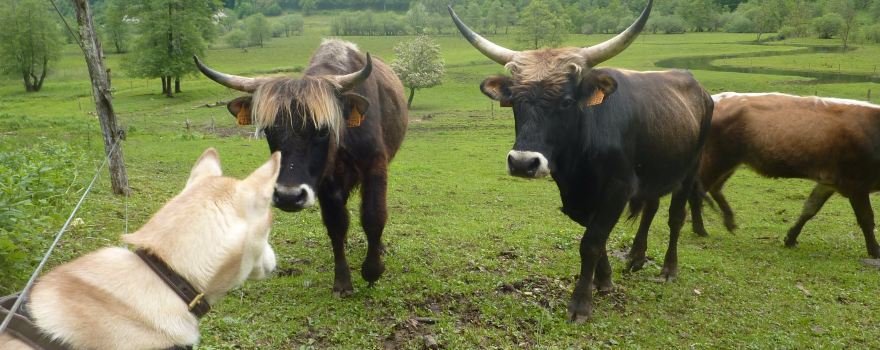 Parc Animalier du Herisson