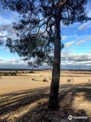 The Loonse and Drunense Duinen National Park