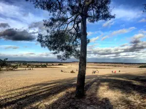 The Loonse and Drunense Duinen National Park