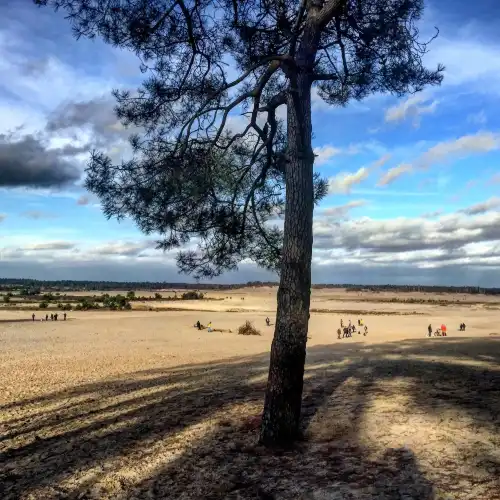 The Loonse and Drunense Duinen National Park