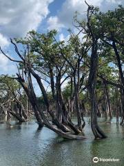 Floresta Nacional de Tapajos