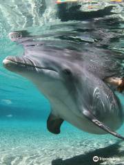 Dolphin Quest