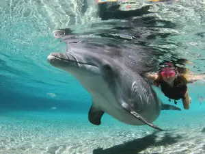 Dolphin Quest