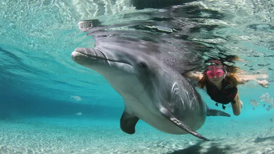 Dolphin Quest