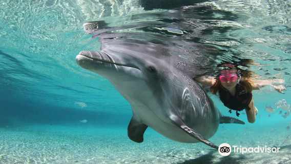 Dolphin Quest Hawaii