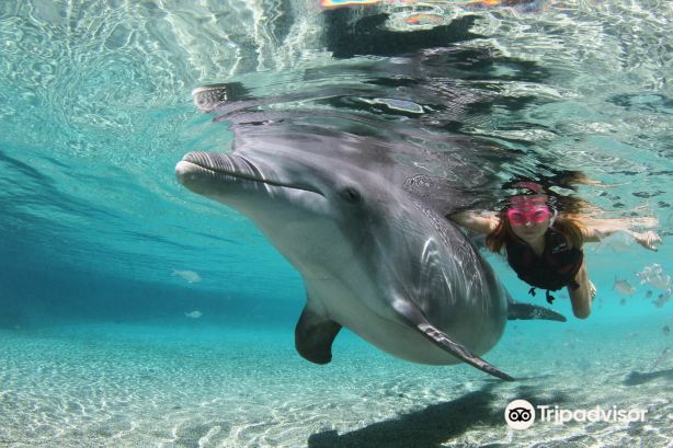 Dolphin Quest Hawaii
