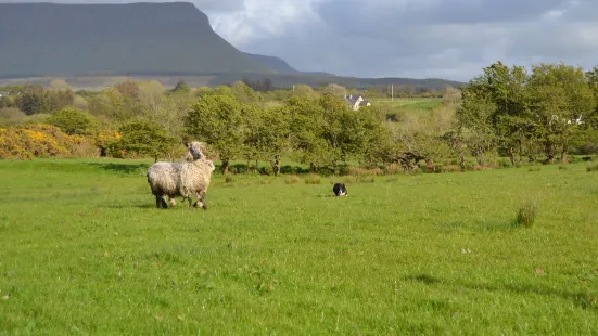 Atlantic Sheepdogs