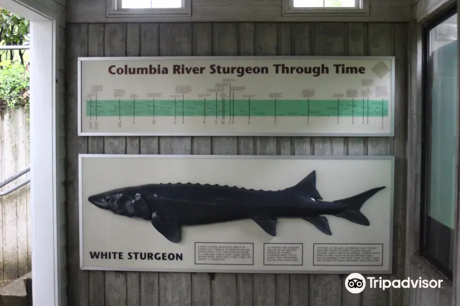 Sturgeon Viewing Pond and Interpretive Center