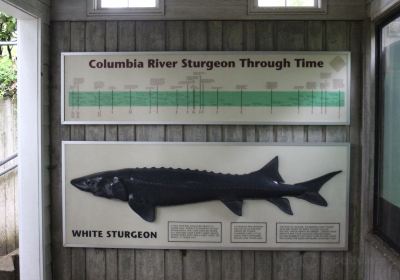 Sturgeon Viewing Pond and Interpretive Center