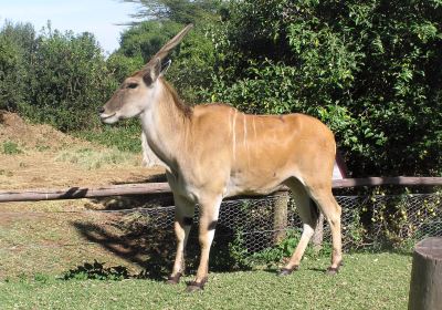 Mount Kenya Wildlife Conservancy