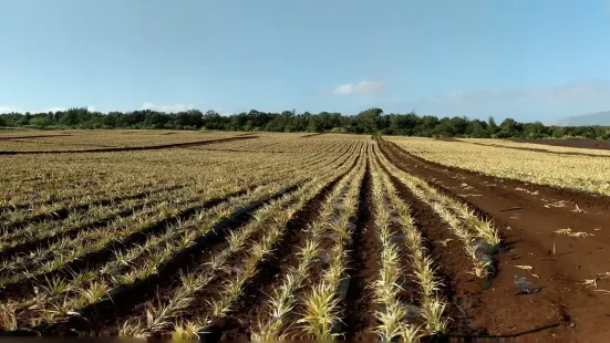 Maui Pineapple Tour