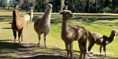 Cardiff Alpacas