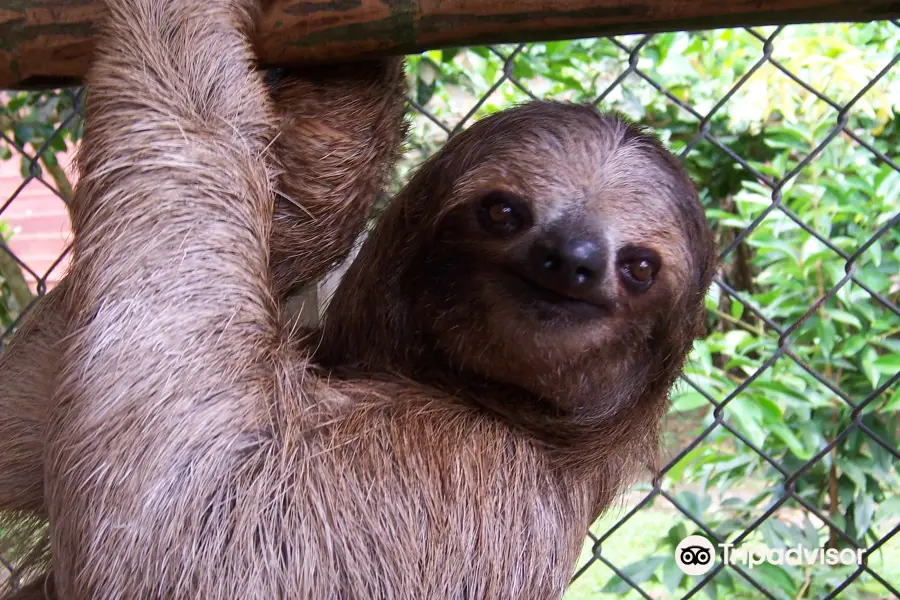 Sloth Sanctuary of Costa Rica