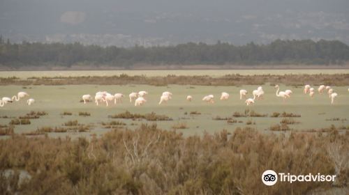 Akrotiri Salt Lake