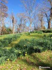 Mrs. Lee's Daffodil Garden