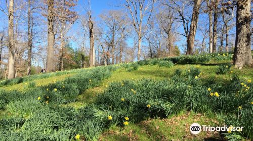 Mrs. Lee's Daffodil Garden