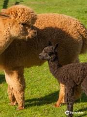 Leven Valley Alpacas