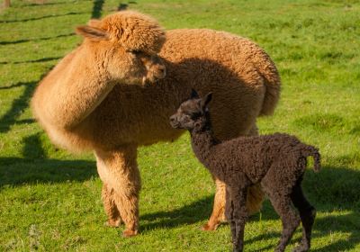 Leven Valley Alpacas