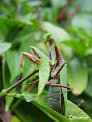 Daintree Safaris