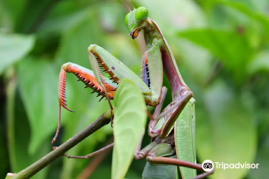 Daintree Safaris