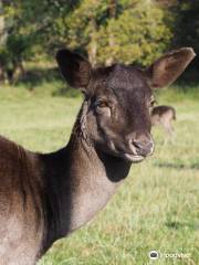 Wildfreigehege Wildenburg