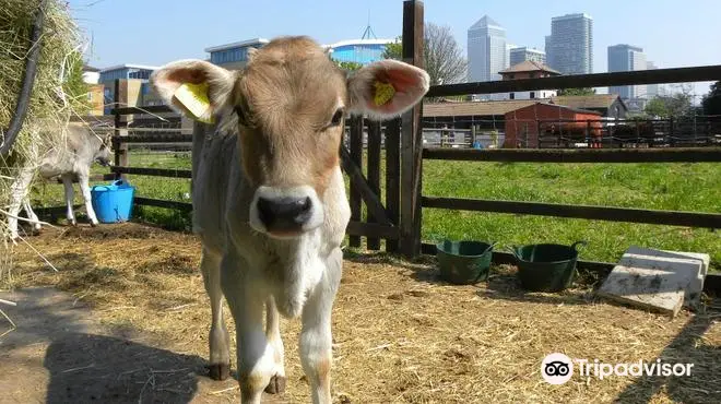 Surrey Docks Farm