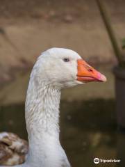 Stonebridge City Farm