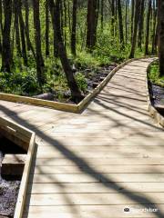 Mickey Elverum Bog Walk