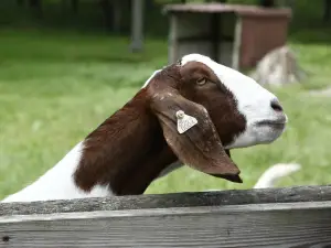 ウィルダネス・トレイルズ動物園