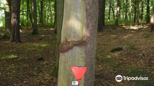 Gedenkstätte Todesmarsch im Belower Wald