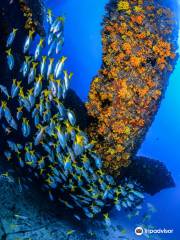 Haliotis - Dive Center Mindelo