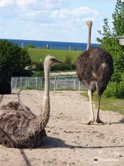 Hofladen Straussenfarm Ostseeblick