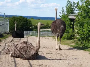 Strau?enfarm Ostseeblick