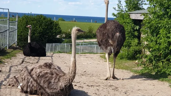 Strau?enfarm Ostseeblick