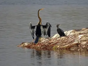 Yamuna Biodiversity Park