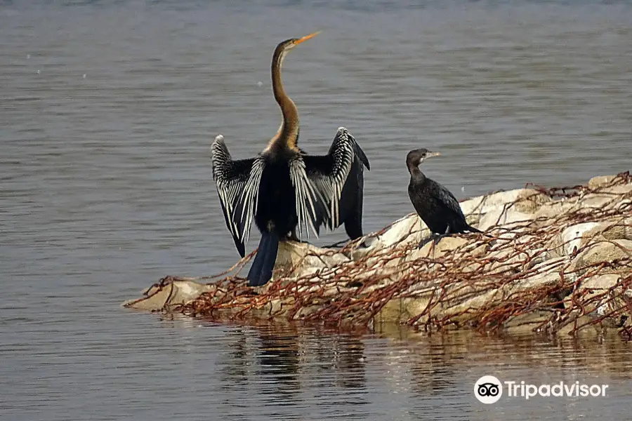 Yamuna Biodiversity Park