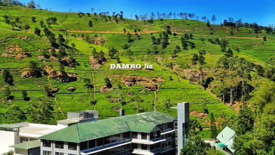 Damro Labookellie Tea Centre and Tea Garden