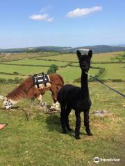 Dartmoor Llama Walks