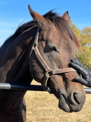 Georgetown (Kentucky)