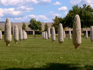 Field of Corn