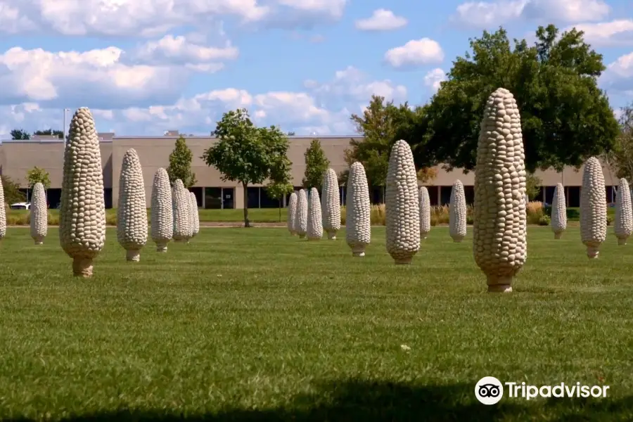 Field of Corn