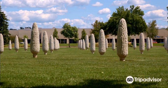 Field of Corn