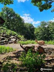 Wildlife park "Tiergarten Weilburg"