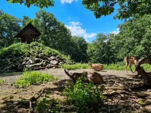 Вильдпарк Тиргартен Вайльбург