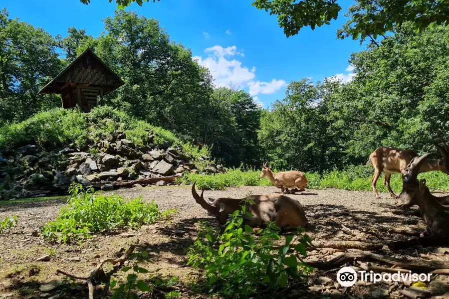 Wildlife park "Tiergarten Weilburg"