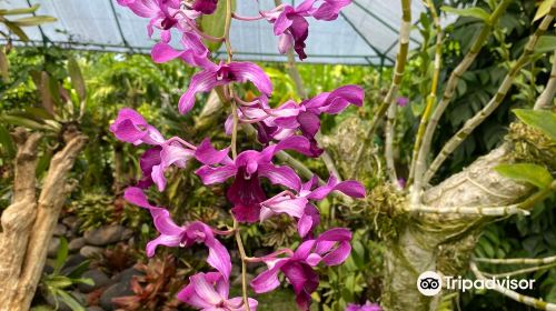 Duta Orchid Garden